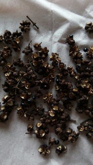 3. 花椒的外形：饱满与坚毅