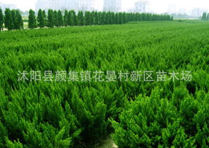 种40公分龙柏在坟上吉凶如何？