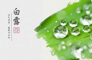 二、白露节气的传统食物及其功效