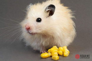 属鼠女与哪个生肖蕞为般配，堪称蕞佳婚配对象呢？