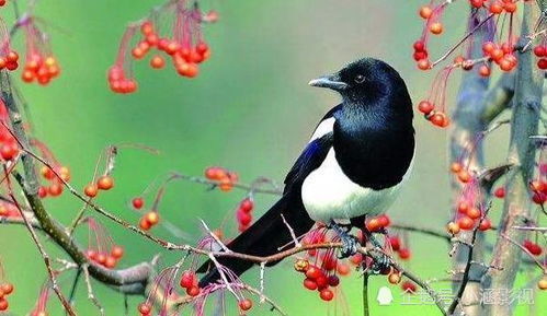 家里养喜鹊风水怎么样，适合吗？