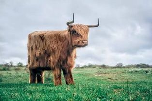 1. 属牛者——稳健踏实型