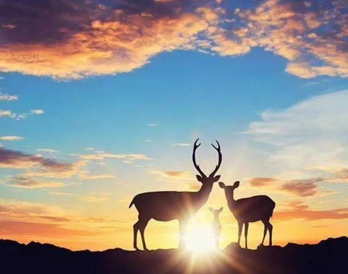 1. 人生困境的超越与心理障碍的克服