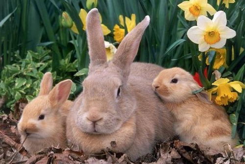 已婚兔：2026年感情危机预警！