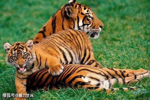 86年属虎和哪个生肖最配？86岁属虎的人走大运是什么意思？