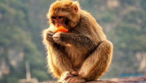 2026年属猴人今天的财运运势如何？