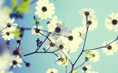 落花媒人指的是哪个生肖，而落花又代表哪个生肖？