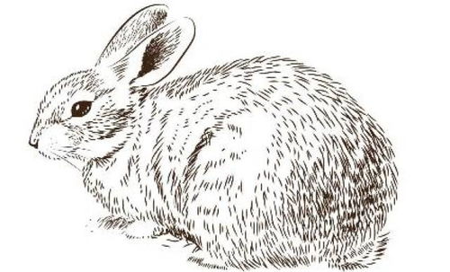 梦见蛇尾预示着什么是吉是凶，嫩否详细解释一下？