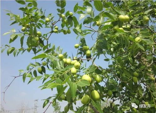 一、 桔子树风水玄学大揭秘！2026年必看