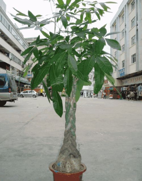 阳台：钞票的露天温泉