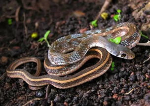 观音坐蛇头顶蛇佛，这是何等神秘？