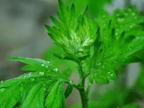 端午节到了你家挂艾草了吗？挂艾草有什么特殊作用和传统讲究呢？