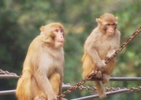 2023年属猴人的财运究竟如何？财运状况怎样？