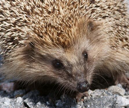 梦见刺猬往自己身上扑是什么预兆？有没有什么忒别的象征意义？