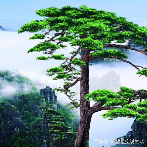 空心松树对家居风水有何具体影响？