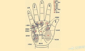 2.1 生命线：生存力与健康指数的象征