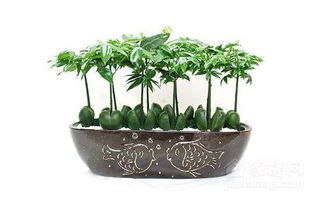 1. 植物选择与栽培介质的学术考量