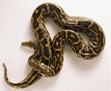 梦见被蟒蛇咬伤或被蟒蛇咬了一口，这究竟预示着什么不祥的征兆呢？