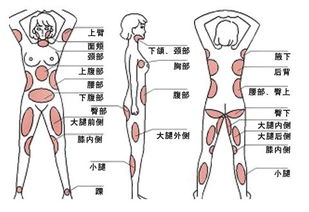 肥胖部位与富有市场价格较高相