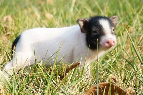 属猪2026年上坟合适吗？2026年属猪的禁忌地点有哪些？