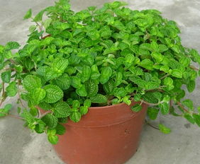 植物风水禁忌