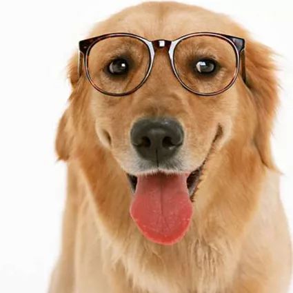 帮狗吃食的生肖是什么？猜准确生肖的含义是什么？