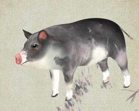 1947年属猪女性命如何，能否长寿至百岁？