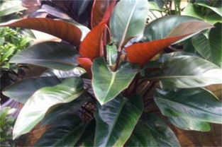 辟邪与生旺的植物分类