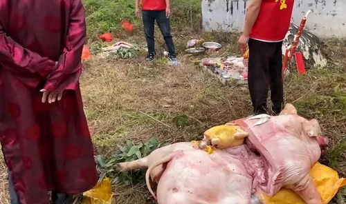 ：天时、 地利与人和之交织——对2025年10月15日杀猪祭祀适宜性的学术审视