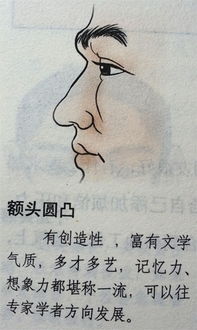 额头：智慧广度与创新意识