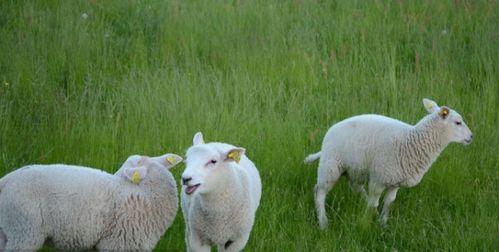 属羊下月运势如何？属羊今天财运怎样？有什么具体影响？