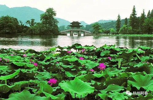 院子里适合种荷花吗？这样的风水布局怎么样？