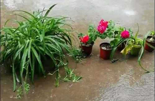 梦见花盆破裂或烂掉预示着什么含义？