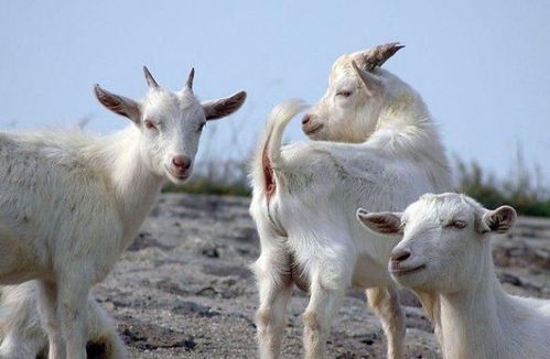 2026年属羊的人犯太岁是什么含义？