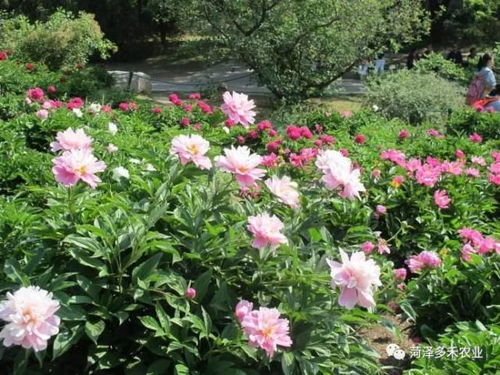 种植玄学大公开