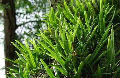 实践层面的考量：位置、养护与数量控制