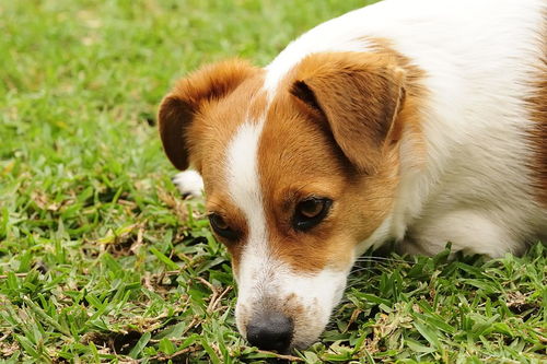 有没有什么既带财气又带福气的狗名字推荐呢？