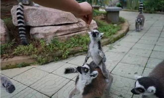 b. 猩猩馆 —— “凶猛”与“可爱”并存