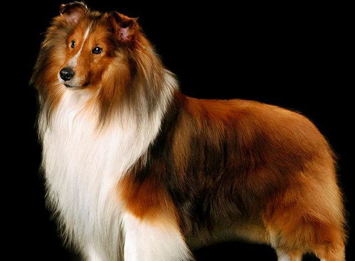 （七）喜乐蒂牧羊犬：聪明忠诚的家庭伙伴