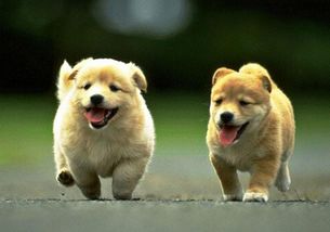 属狗男性在2026年会否迎来财运高峰？