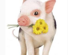 属猪六月初一生改写为，不超过50字：属猪六月初一生，这一天适合出行吗？