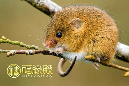 属鼠射手座的人命运如何，属鼠射手座今天幸运色是什么？