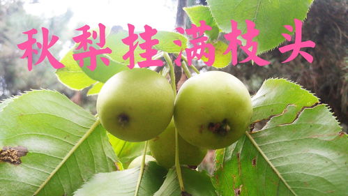 那个夜晚，我梦见了一棵歪脖子梨树