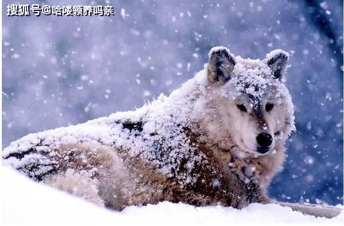 ：非洲草原生态系统的复杂性