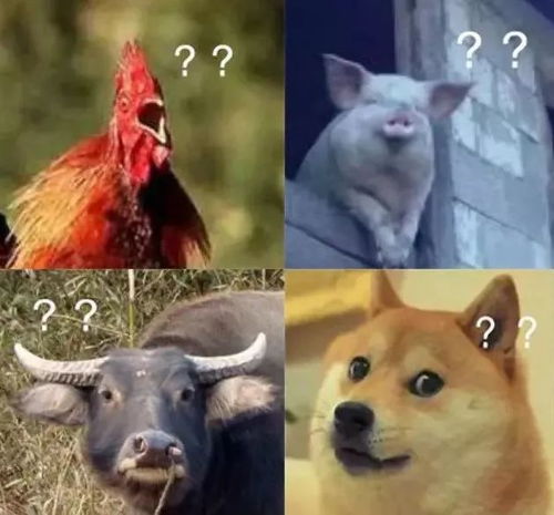 鸡鸡人：细节控福音