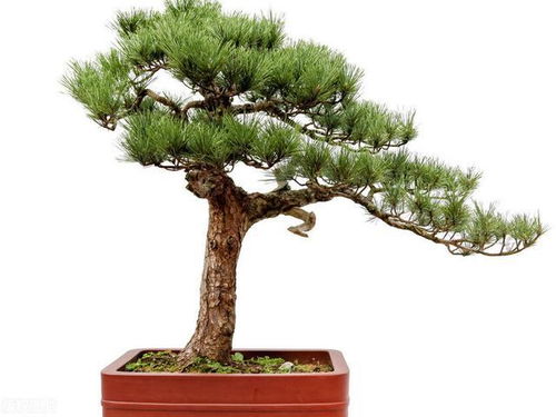 澳洲杉盆景摆放风水有哪些忌讳需要注意？