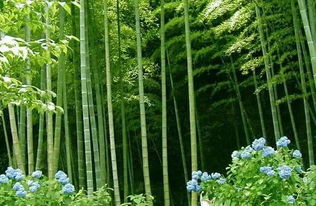 竹子梦境的玄学大杂烩