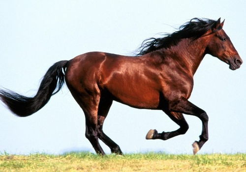 属马人2026年需警惕哪位人物，以及马的贵人是谁？