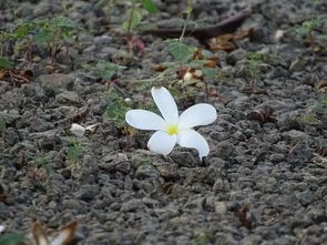 2. 风水植物的选择：调节能量场域改善氛围