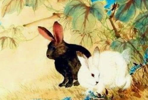 2026年属兔转运妙招具体有哪些方法？